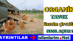 Organik Tavuk Çiftliği Kurun Siz Para Kazanın