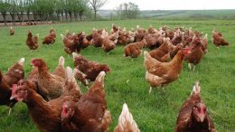 Salma (Gezen) Tavukçuluk Nasıl Yapılır? Maliyetler Neler? Karlı mı?