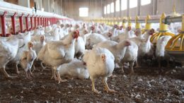 Tavuk Çiftliği Kurmak İstiyorum! Nasıl Kurulur? Maliyeti ve Devlet Desteği